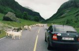 Jeden pruh pro ovce, jeden pro auta...