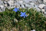 Alpská květena ve dvou tisících metrech