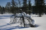 Stromy pokroucené pod nánosem sněhu