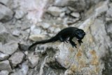 Černé zvířátko připomínající ještěrku se rojilo ve velkém množství na cestě