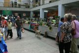Psi v tržnici v Užhorodě