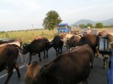 Na cestě do Mukačeva stály krávy...
