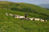 Bača a menší stádo ovcí