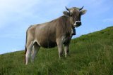 Polonina Krásná - místní kráva