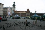 Lvov - kluk honí holuby na náměstí před klášterem Bernardýnů