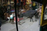 Dillí - Phargandž - kráva u obchodu s cetkami