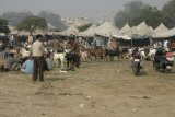 Dillí - zvířecí trh ve Starém městě