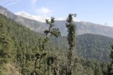 McLeod Ganj - krásné hory v okolí města