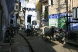 Jodhpur - uličky s povrchovou kanalizací, krávy a zdobené domky