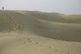 Velbloudi - písečné duny