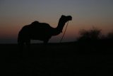 Velbloudi - velbloud v západu slunce (pravá pouštní romantika...)