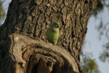Agra - papoušek na stromě