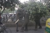 Agra - na ulici u nádraží jsme potkali slona