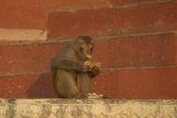 Váranásí - opice dojídá sušenku