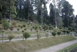 Darjeeling - botanická zahrada