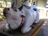Darjeeling - kráva před hinduistickým chrámem
