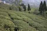 Darjeeling - čajové plantáže u Happy Valley Tea Estate