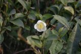 Darjeeling - tak kvete čajov keřík