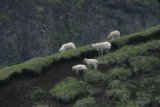 Ovce pasoucí se u Skógafossu