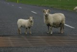 Ovce na silnici, nemohou přes zábrany (u Skógaru)