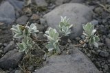 Na místech opuštěných ledovcem se usídlují první rostliny