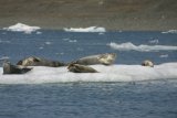 Jökulsárlón - vyhřívající se tuleni