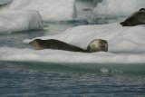 Jökulsárlón - tuleni