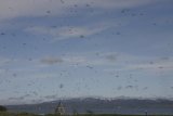 U Mývatnu - pseudokrátery - neuvěřitelné množství mušek a komárů, kteří ač neštípali, lezli všude a byli k nevydržení otravní.