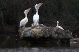 St. James's Park před Buckinhgham Palace - královští pelikáni