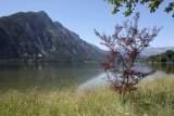 Břeh Hallstattského jezera
