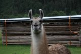 Lama