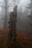 Podzimní mlhy na Ještědském hřebeni