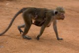 Sigiriya - opičky
