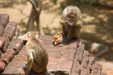 Sigiriya - Drzé opičky