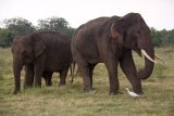 Kaudula - sloni