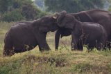 Kaudula - sloní souboj