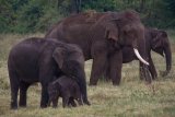 Kaudula - sloní rodinka