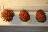 Rambutan