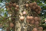 Botanická zahrada - "cannon ball tree"