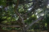 Botanická zahrada - obrovské stromy s vodorovnými větvemi