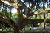 Botanická zahrada - obrovské stromy s vodorovnými větvemi