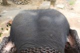 Millenium Elephant Foundation - slon z pohledu řidiče