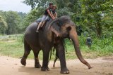 Millenium Elephant Foundation - jízda na slonovi