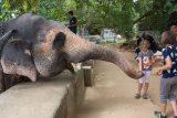Millenium Elephant Foundation - krmení slona