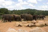 Sloní sirotčinec Pinnewala - stádo