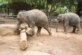Sloní sirotčinec Pinnewala - mladí sloní samci