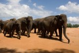 Sloní sirotčinec Pinnewala - stádo přechází městem