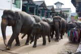 Sloní sirotčinec Pinnewala - pochod slonů městem