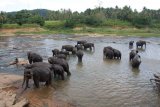 Sloní sirotčinec Pinnewala - koupání v řece