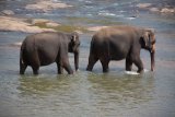 Sloní sirotčinec Pinnewala - koupání v řece